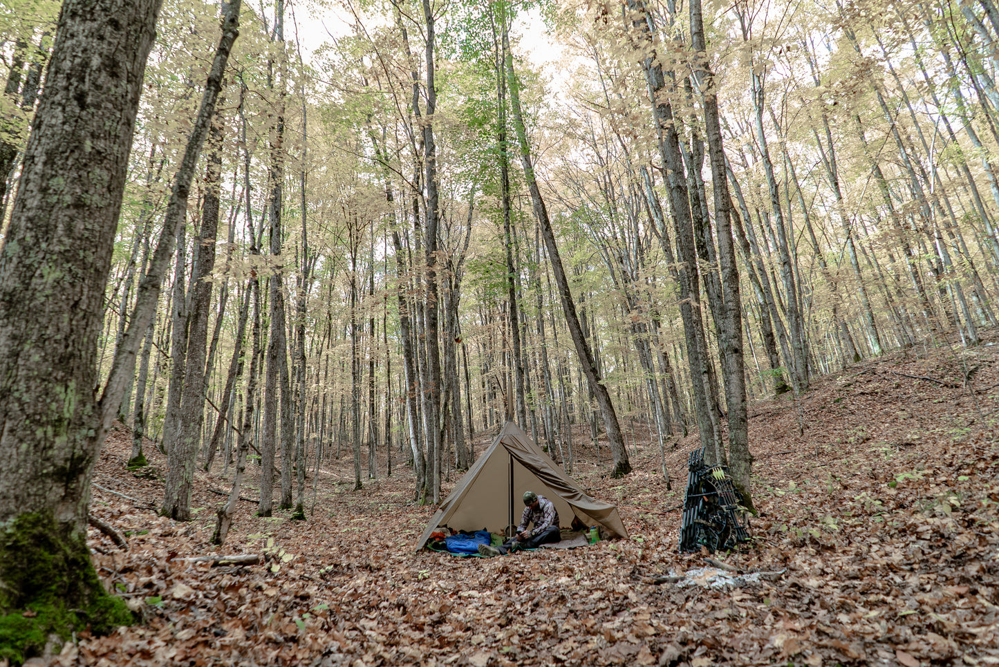 The Forest Film